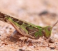 Australian Plague Locust